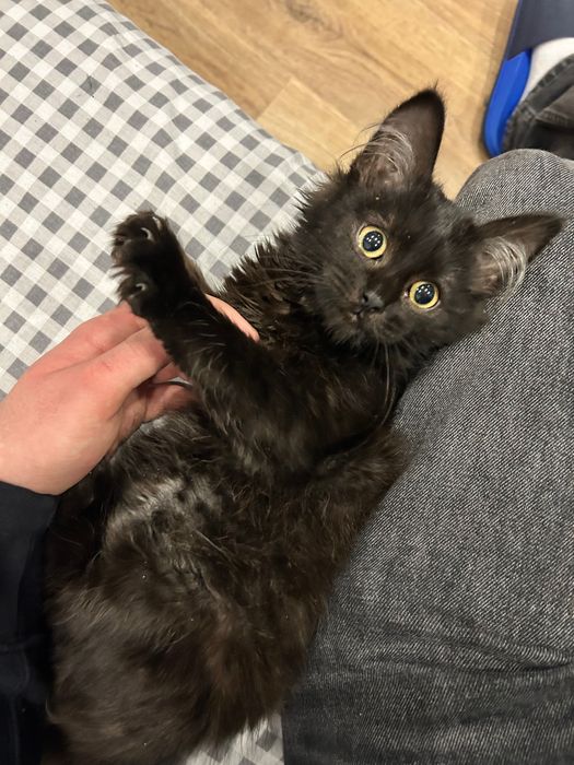 Черный пушистый котенок