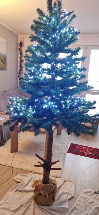 Choinka na pniu , wysokość  2 metry