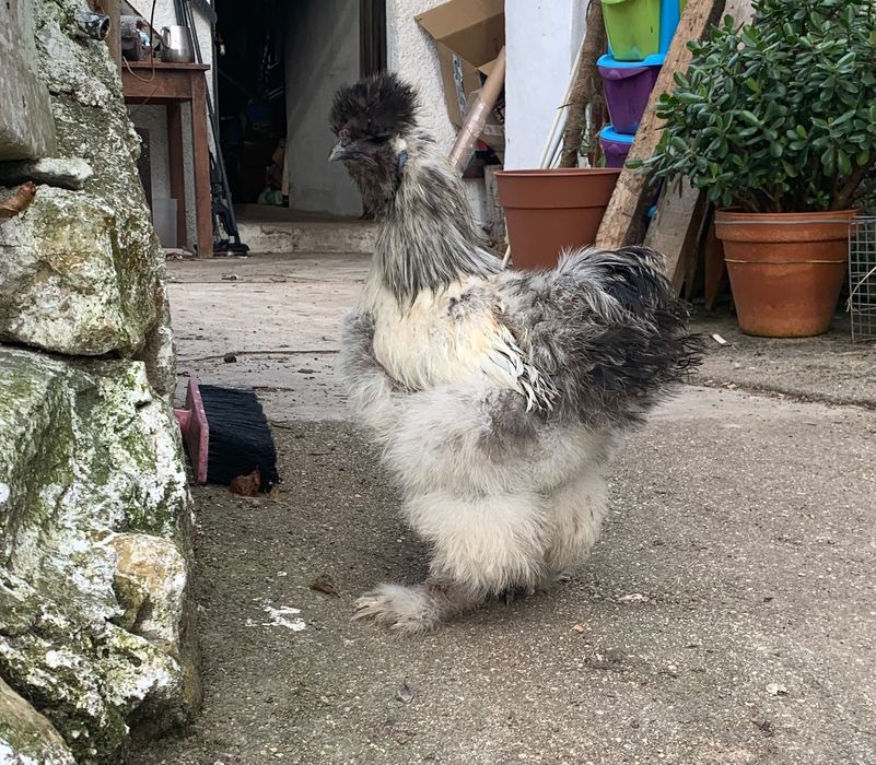 Sedosas de Japão, Galo malhado