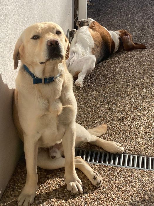 Cães ( Labrador e Beagle)
