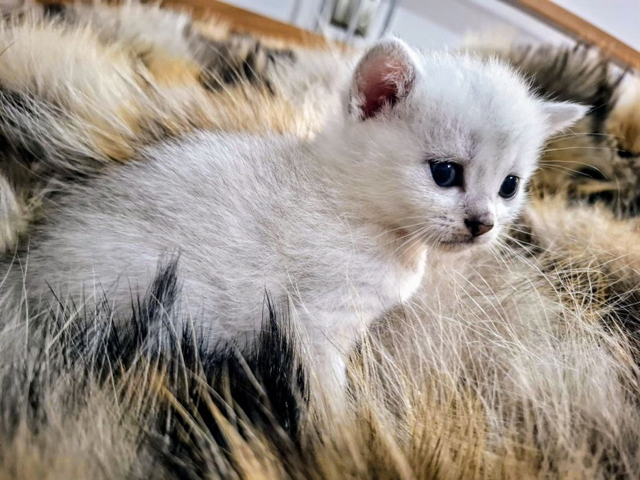 Cudowne Kocie Maleństwa Szkockie Szynszyle