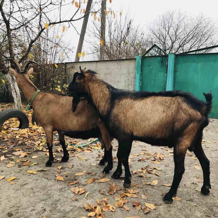 Продаються альпійські кози!