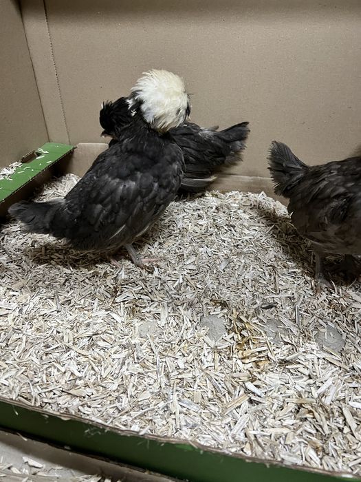 Bialoczuby holenderskie