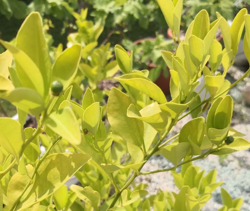 Рослина Кумкват, Лайм, Каламондін, Лимон