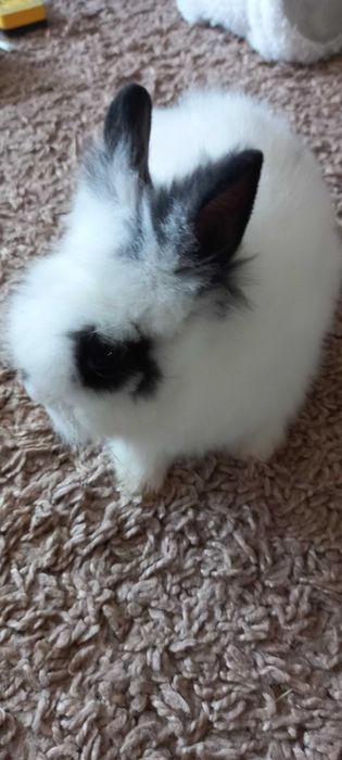 Kroliczek karzełłek dlugowlosy
