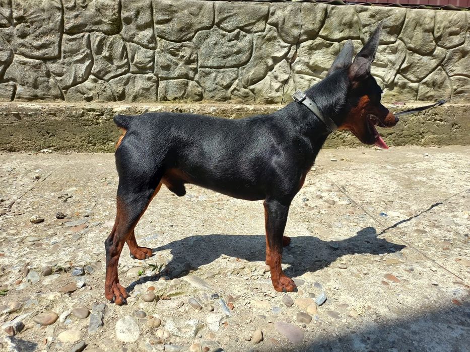 В'язка карликовий пінчер