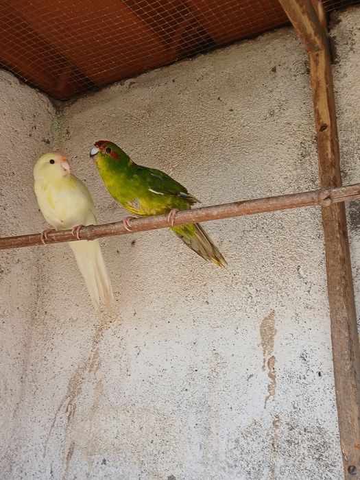 Troco kakariki fêmea portadora