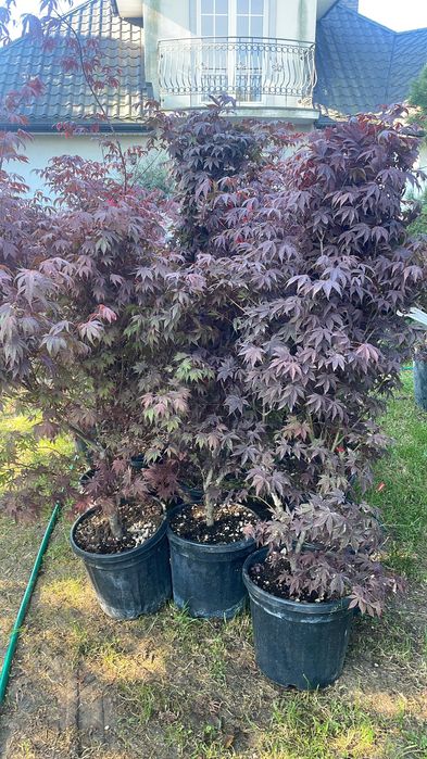 Acer palmatum – klon palmowy