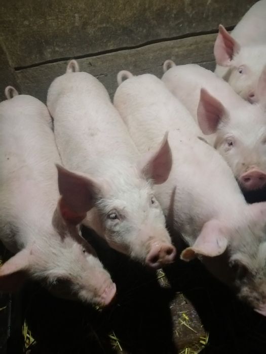 Поросята порода українська біла