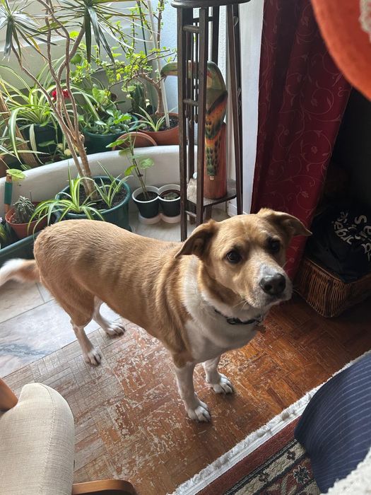 Cão para adoção