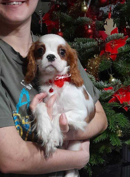 Cavalier King Charles Spaniel ZKwP FCI MIKOŁAJEK do ODBIORU!