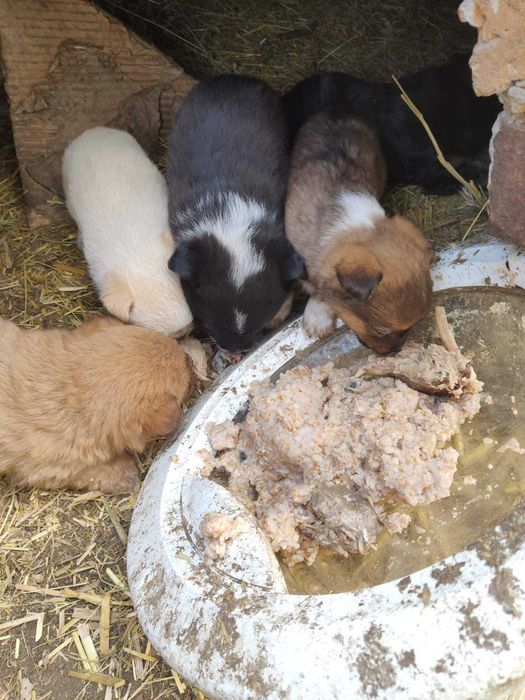 собаки яки загубились
