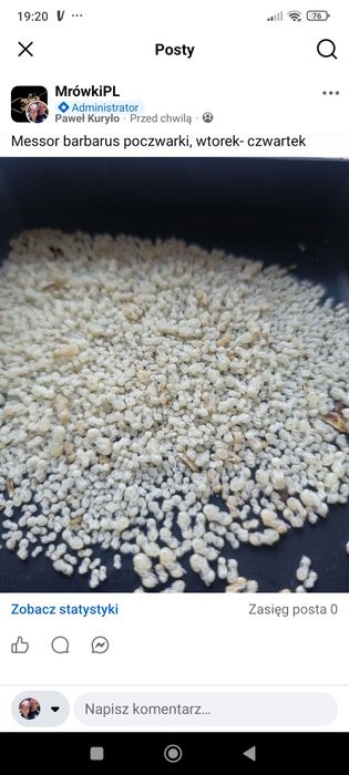 Messor barbarus poczwarki 50 sztuk