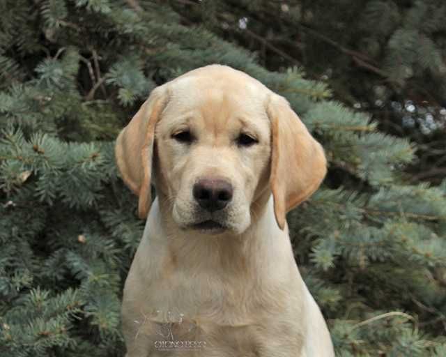 Породні цуценята лабрадора ретривера