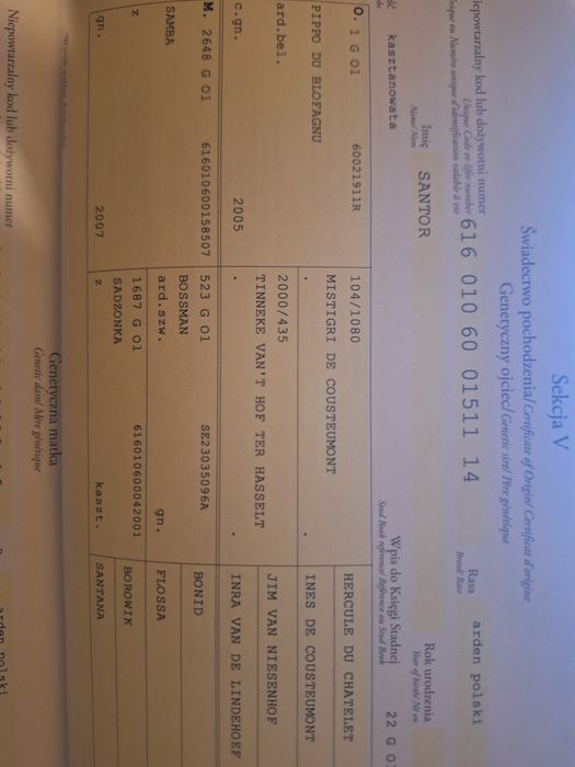 Arden Polski Klacz Baszta