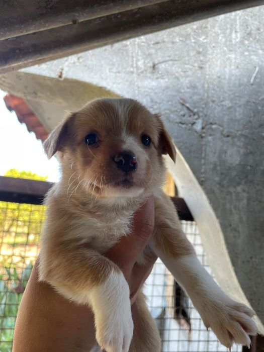 Dão se cães de porte médio