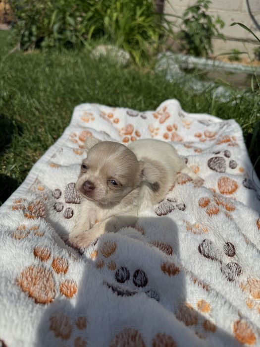 Suczka chihuahua xxs