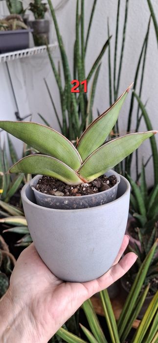 Sansevieria ehrenbergii 'Banana'