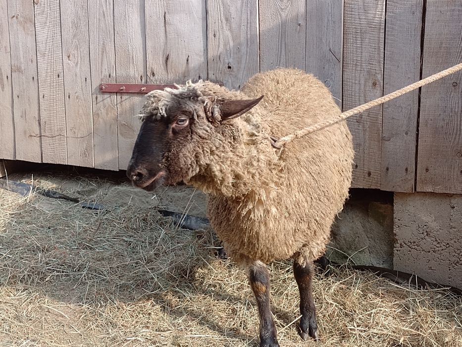 Baran czarnogłówka