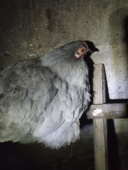 Kochin miniaturowy para