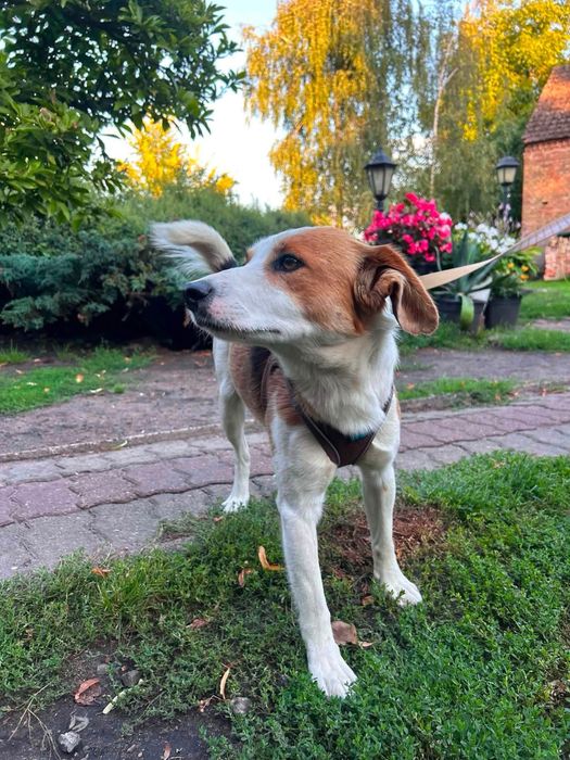 Bingo szuka domku