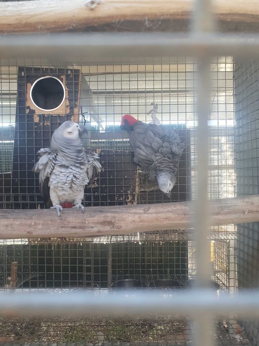 Vends de lote de casais de papagaios cinzentos reprodotores
