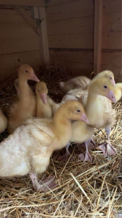 Sprzdam gesi białe 30 sztuk