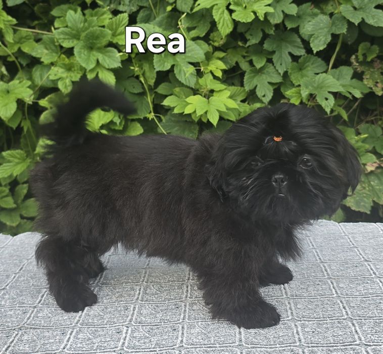Sunia Shih tzu ZKWP