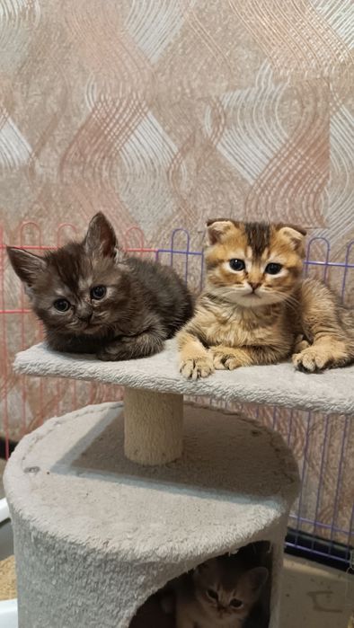 Шотландські кошенята шиншилята