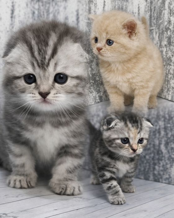 Шотландські кошенята (Scottish Fold / Straight)