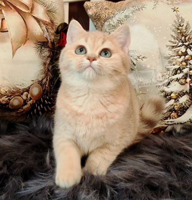 Кошенята ніжні муркотуни