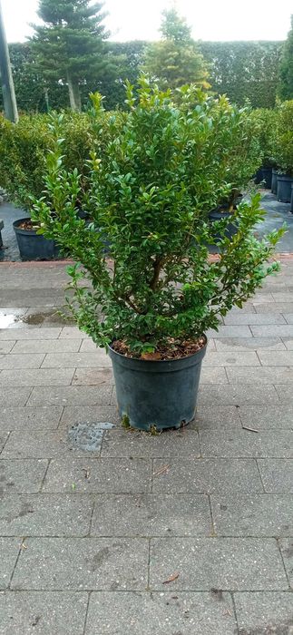 Bukszpan doniczka 50 cm