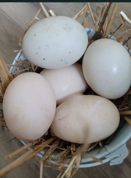 Jajka kacze konsupcyjne