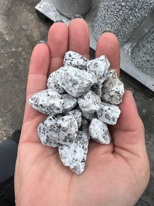 Grys Dalmatyńczyk , Grys granitowy