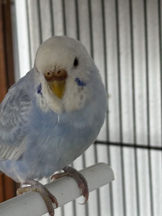 Periquito Australiano