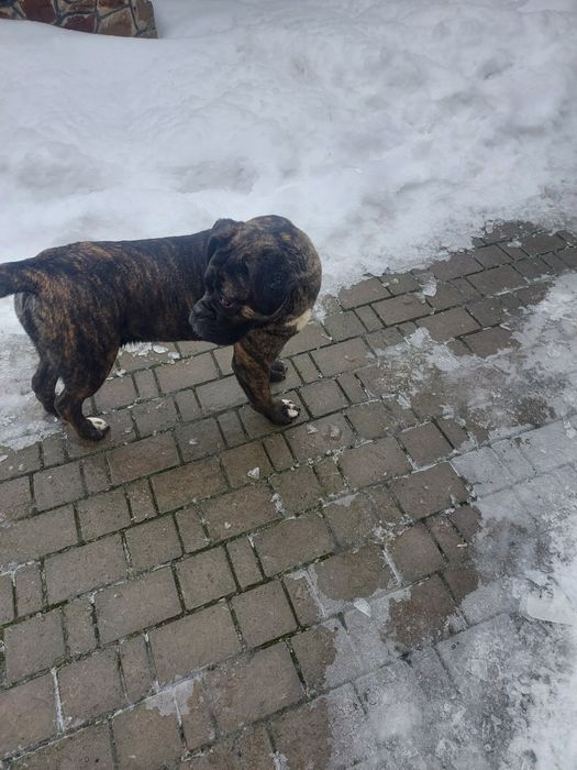 Девочка Кане Корсо