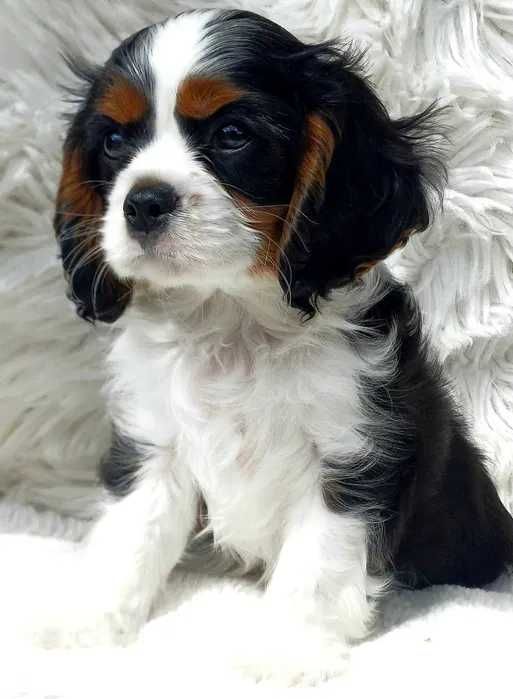 Cavalier King Charles