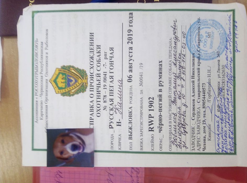 Украли собак пегая гончая