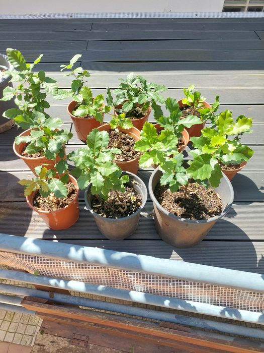 Carvalho Cerquinho Português (p/ Plantar ou Bonsai)