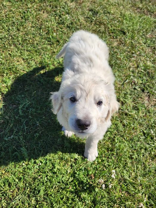 Mieszkaniec Golden Retriever