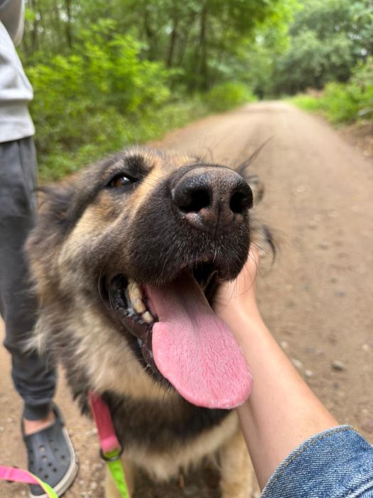 Owczarek niemiecki długowłosy – młoda, łagodna suczka