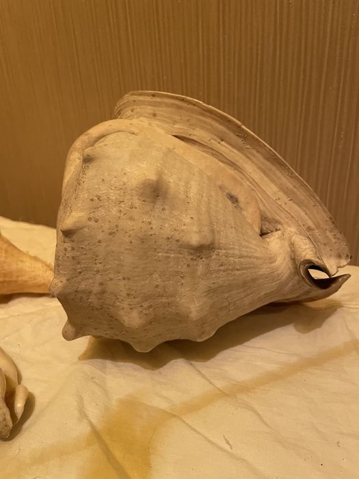 Ракушки 3 вида