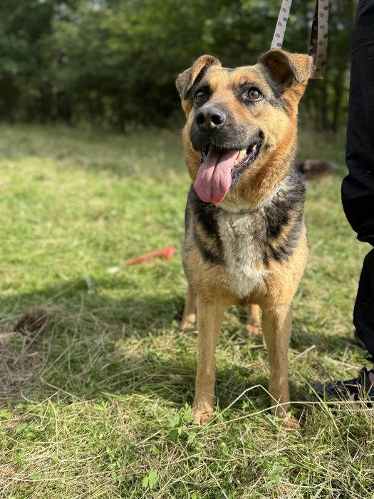 Roxi pogoda i łagodna sunia do adopcji