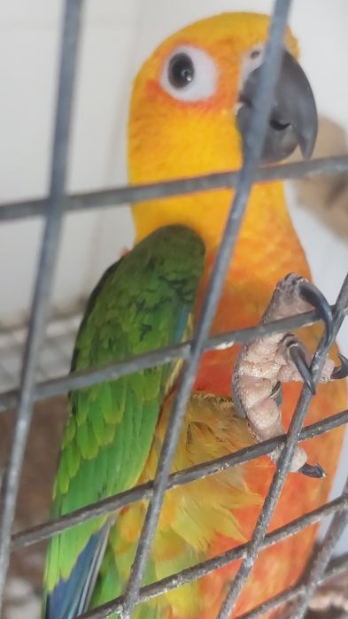 Aratingas jandayas