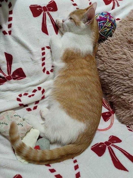 REZERWACJA EL - 7-miesięczny rudo-biały kochany kocurek do adopcji!