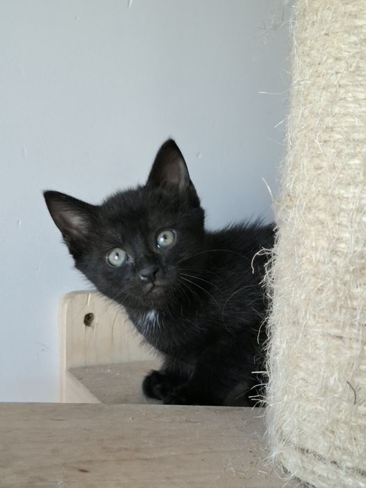 MaoMao i Poppy - kocie maluszki szukają domu w Poznaniu