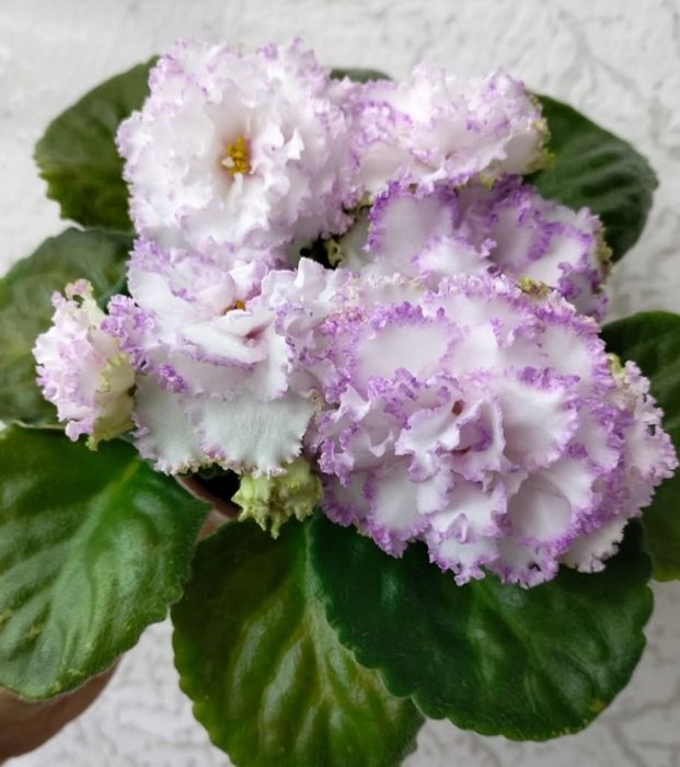 Продам молодые кустики фиалки