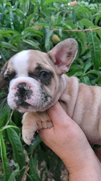 Bulldog francês femea