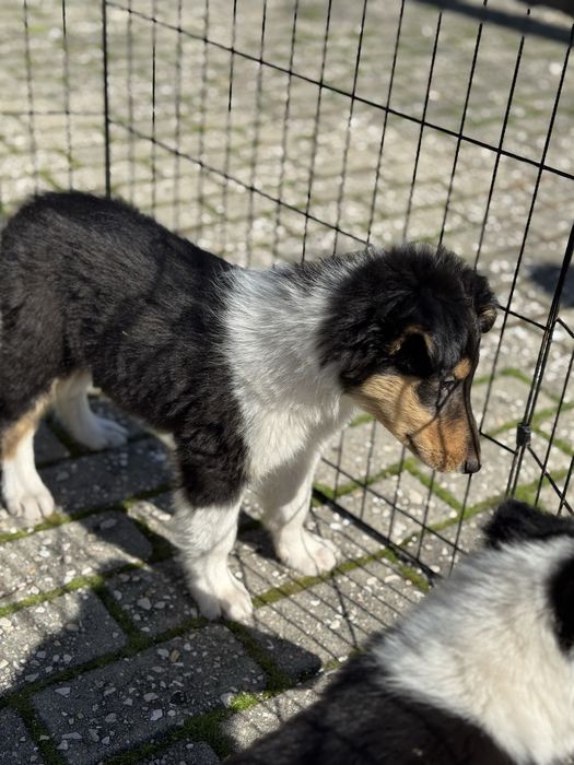 Rough Collie / Lassie