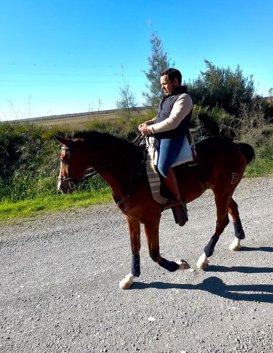 Poldro lusoarabe 4 anos 1,65